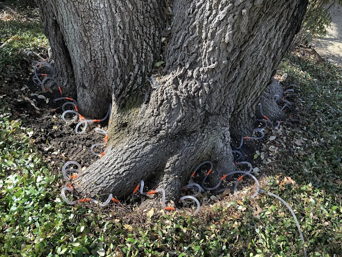 Detailed Tree Cabling and Bracing job site in Fairfield